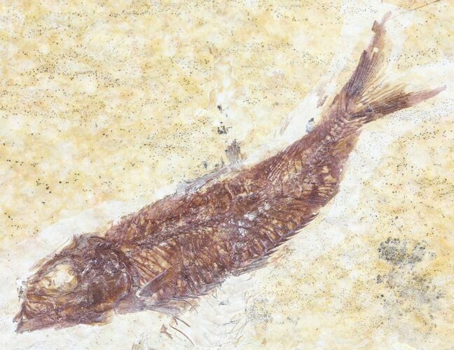 Knightia Fossil Fish - Wyoming #60815